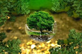 Ein Baum in einer zerbrochenen Glaskugel.